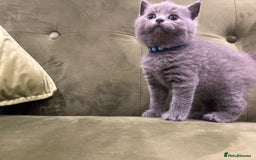 British Shorthair cats for sale: Gorgeous British shorthair kitten - Image 12