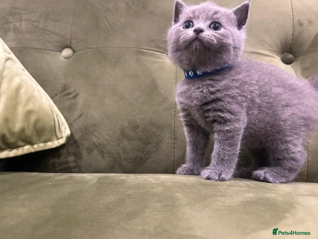 British Shorthair cats for sale: Gorgeous British shorthair kitten - Image 12