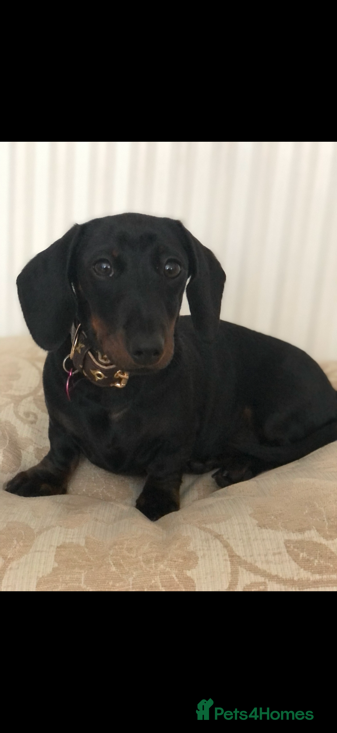 Mixed Breed dogs for sale: Docker puppies for sale  - Advert 1