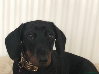 Mixed Breed dogs Docker puppies for sale - Advert 2