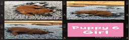 Cockapoo dogs for sale: Extensively Health Tested Parents, Beautiful Pups - Advert 4