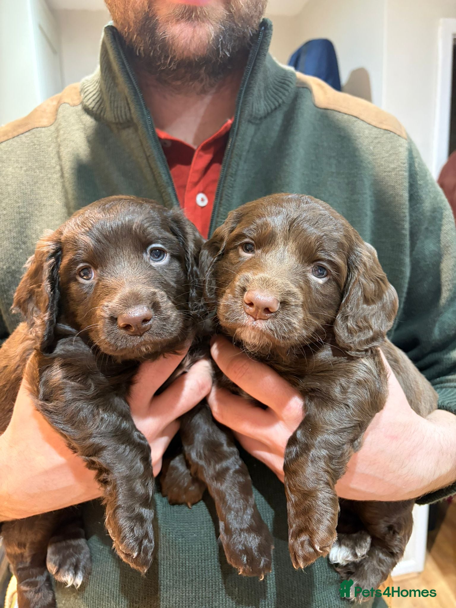 Cocker Spaniel dogs KC registered working cocker spaniel puppies - Advert 2
