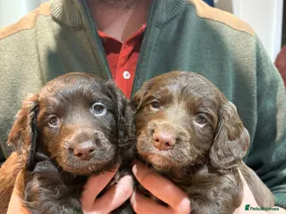 Cocker Spaniel dogs KC registered working cocker spaniel puppies - Advert 2