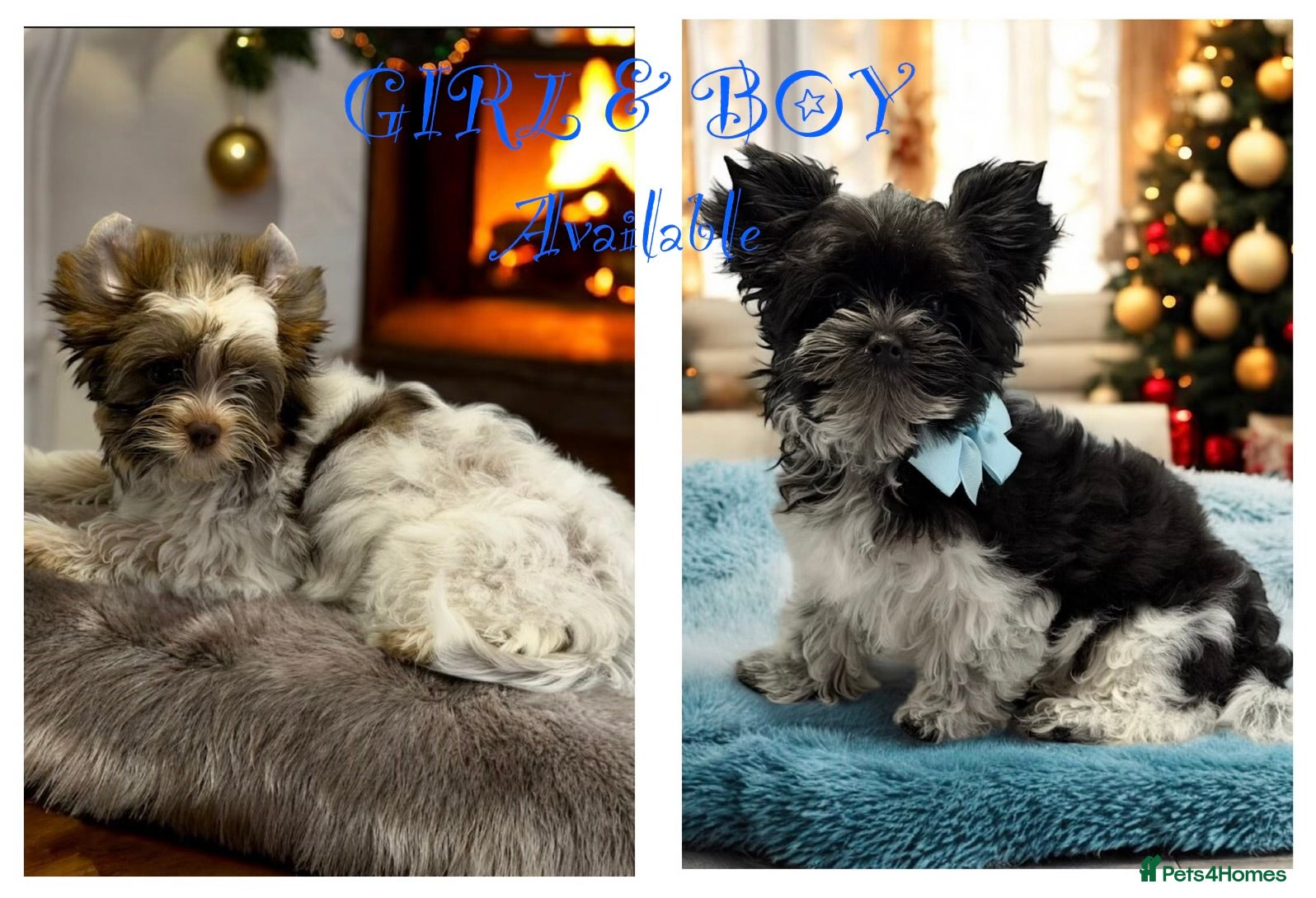 Yorkshire Terrier dogs  Ready to go Pedigree Puppies Yorkshire Terriers - Advert 17