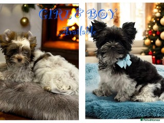 Yorkshire Terrier dogs Ready to go Pedigree Puppies Yorkshire Terriers - Advert 11