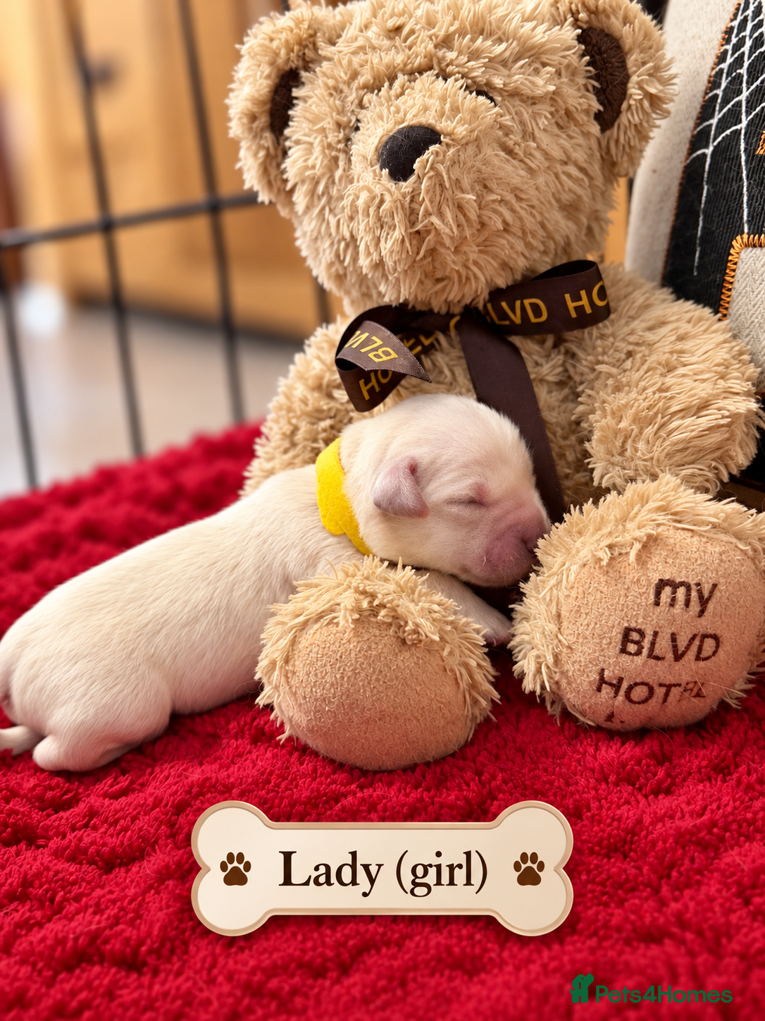 Golden Retriever dogs TOP QUALITY KC GOLDEN RETRIEVERS  - Advert 2