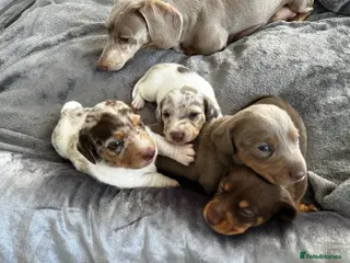 Miniature Dachshund dogs Kc Miniature Dachshunds - Advert 6