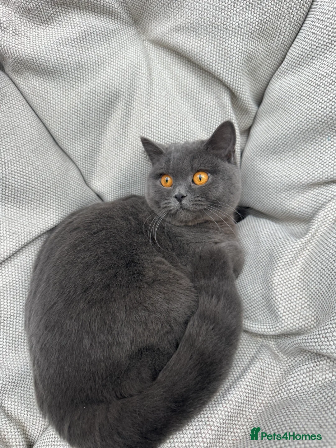British Shorthair cats for sale: British Shorthair Chunky kittens - Advert 32