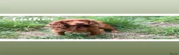 Cocker Spaniel dogs for sale: Beautiful Cocker Spaniel Puppies_Girls & One Boy - Advert 11