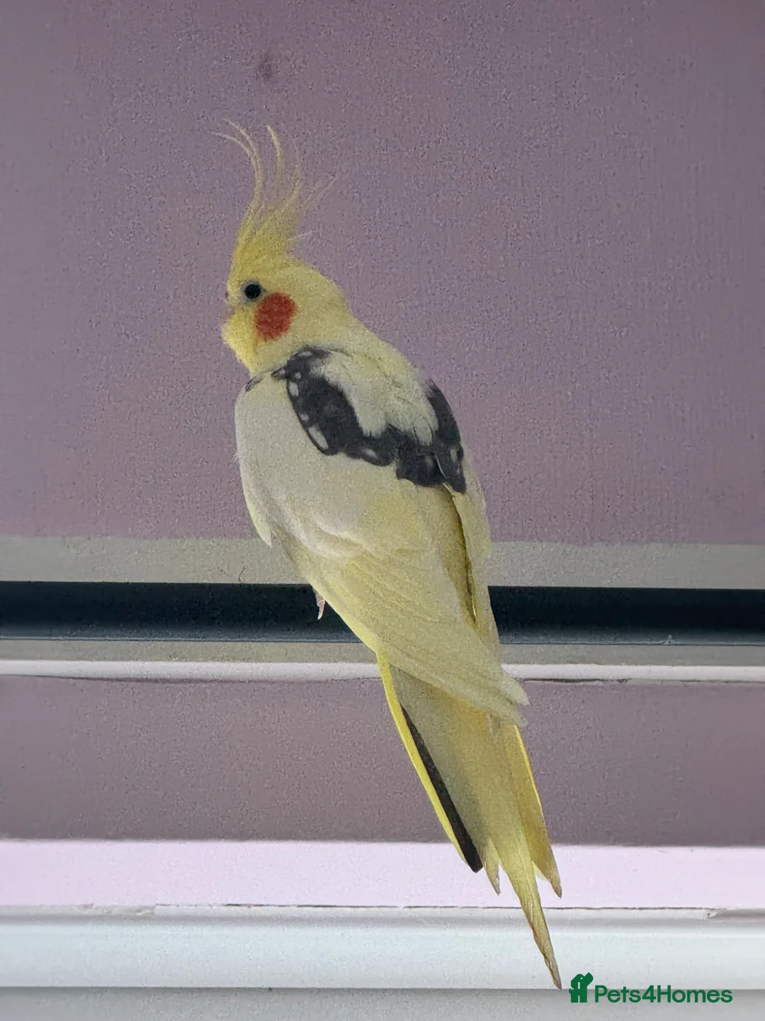 Canaries birds for sale: Sprout the cockatiel - Advert 2
