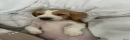 Basset Hound dogs for stud: Bassett hound for stud in Loughborough - Advert 9