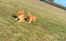 Cocker Spaniel dogs for sale: Cocker spaniel puppies for sale  - Image 5