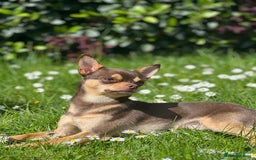 Chihuahua dogs for stud: KC SMOOTH COAT CHIHUAHUA  OPEN  AT STUD 💙 in Doncaster - Image 3