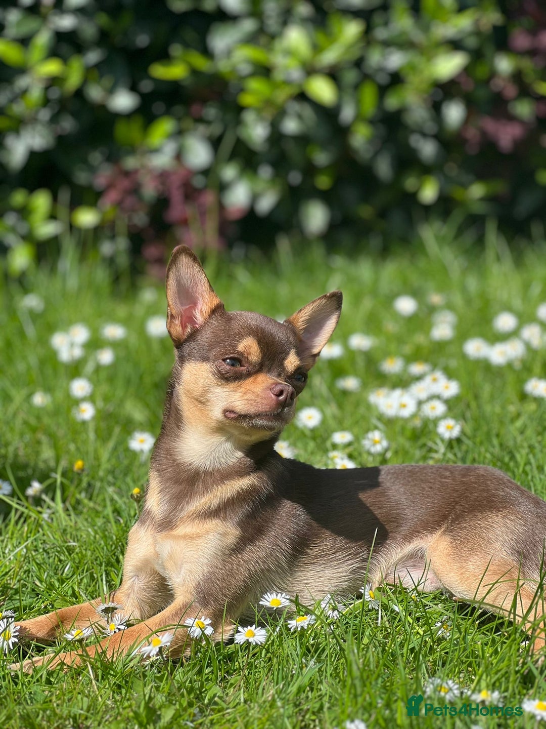 Chihuahua dogs for stud: KC SMOOTH COAT CHIHUAHUA  OPEN  AT STUD 💙 in Doncaster - Image 3