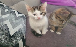 Mixed Breed cats for sale: The three musketeers are looking for new homes - Image 23