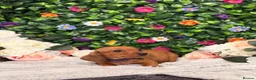 Dachshund dogs for sale: Standard Dachshund Puppies - READY NOW - Advert 6