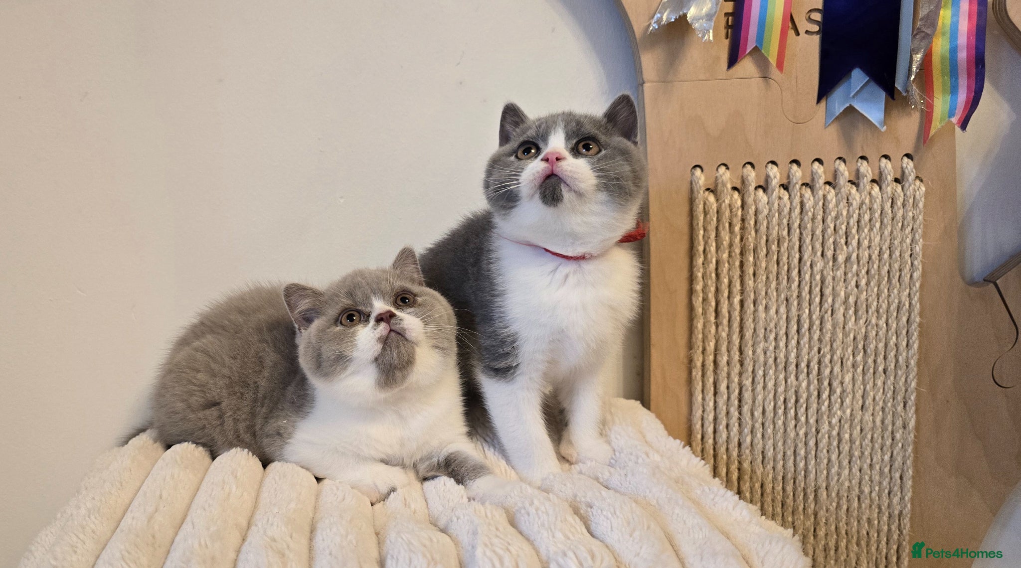 British Shorthair cats 💫 TICA registered British Shorthair Males - Advert 4
