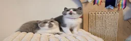 British Shorthair cats for sale: 💫 TICA registered British Shorthair Males - Advert 1