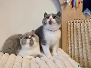 British Shorthair cats 💫 TICA registered British Shorthair Males - Advert 4