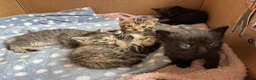 Mixed Breed cats for sale: Lovely kittens  in Leighton Buzzard - Advert 1