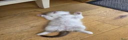 Ragdoll cats for sale: Adorable little Ragdolls  - Advert 2