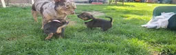 Mixed Breed dogs for sale: Beautiful Puppies  in Martock - Advert 18