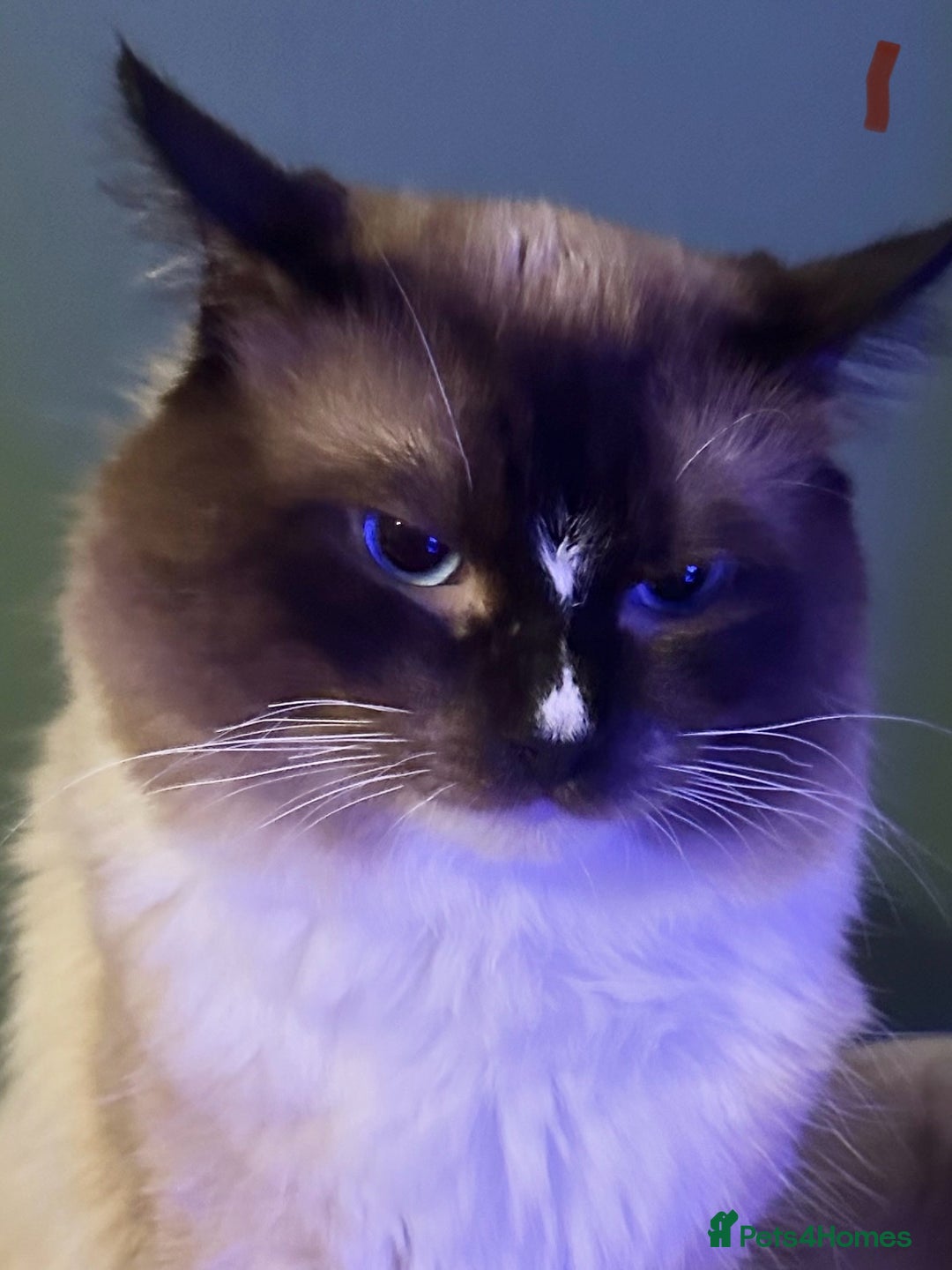 Ragdoll cats for sale: Radoll Boy Proven Stud for sale - Image 4