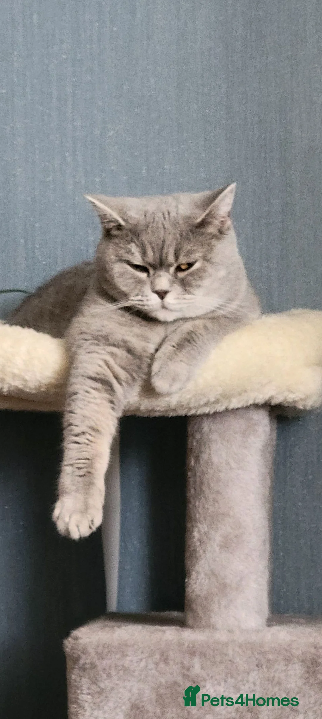 British Shorthair cats for sale: *GCCF Active Female*DNA Health Tested* - Advert 2