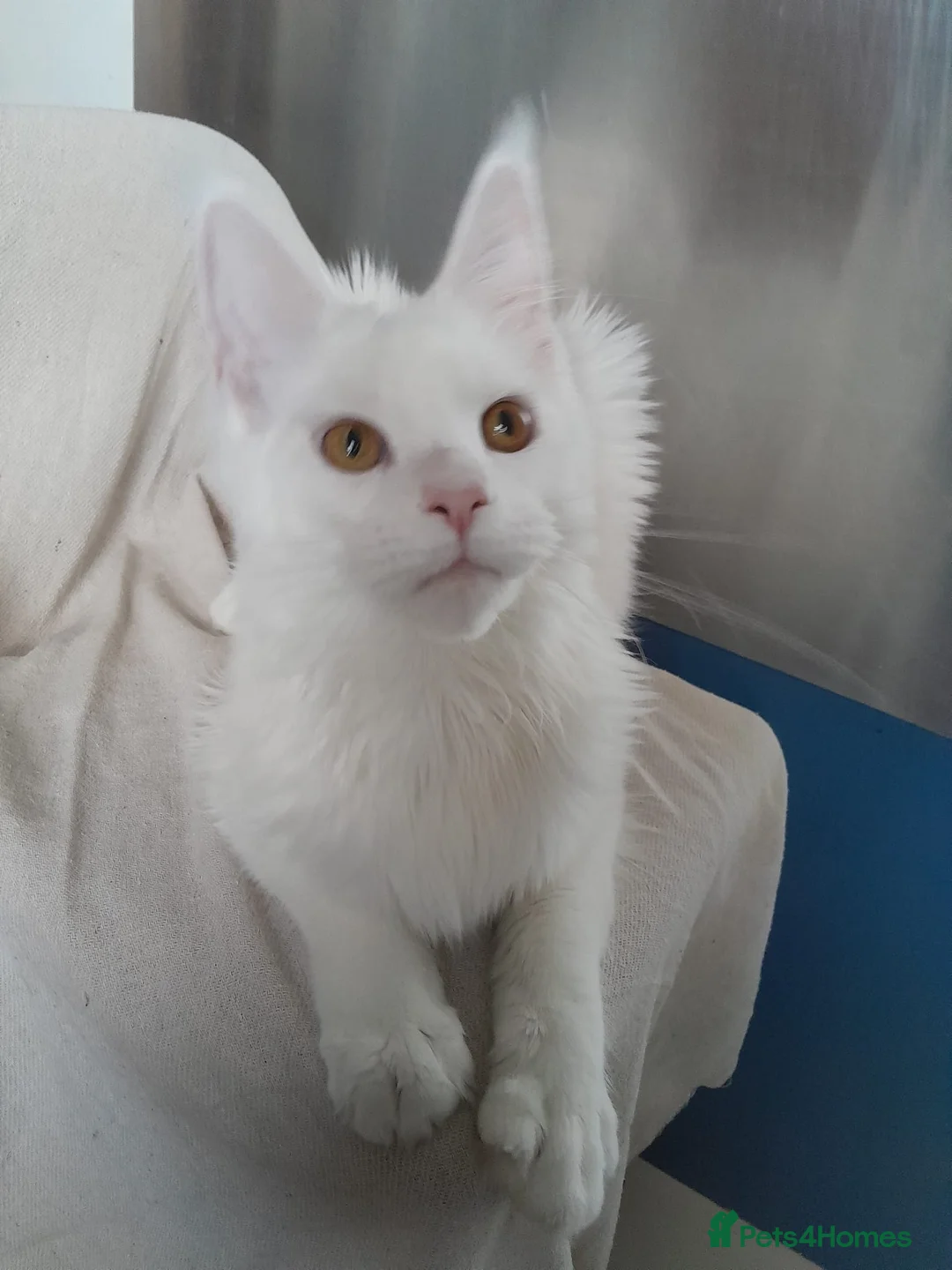 Maine Coon cats for sale: Solid white MaineCoon girl TICA - Advert 11