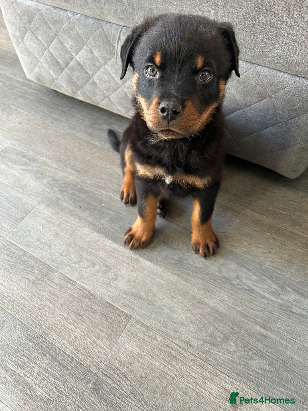 Rottweiler dogs for sale: Rottweiler puppy  - Advert 3