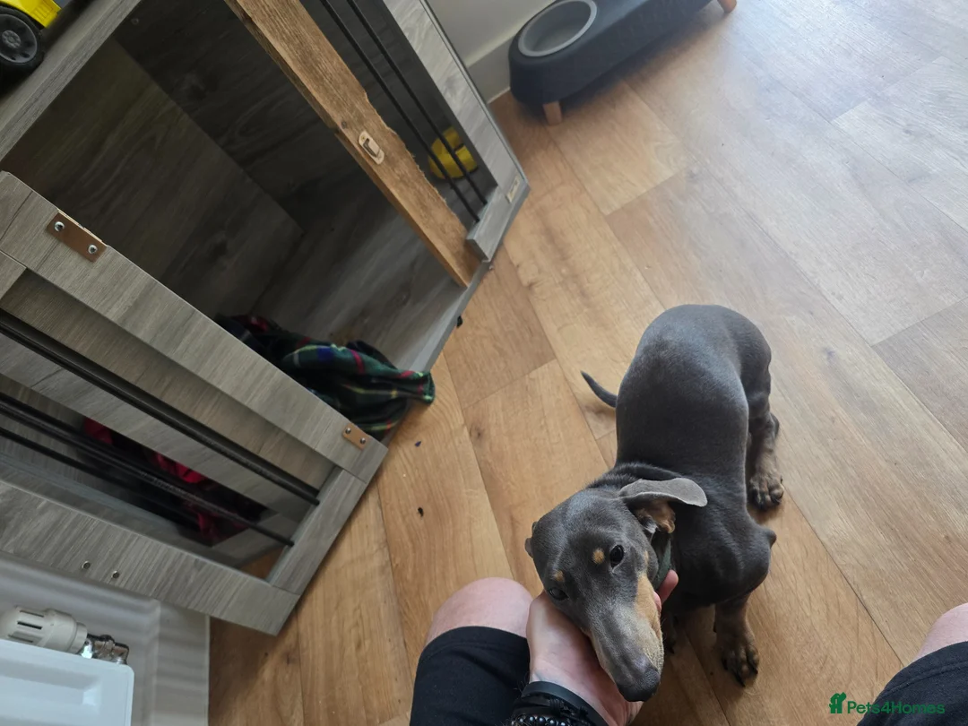 Dachshund dogs for sale: Blue dash - Advert 5