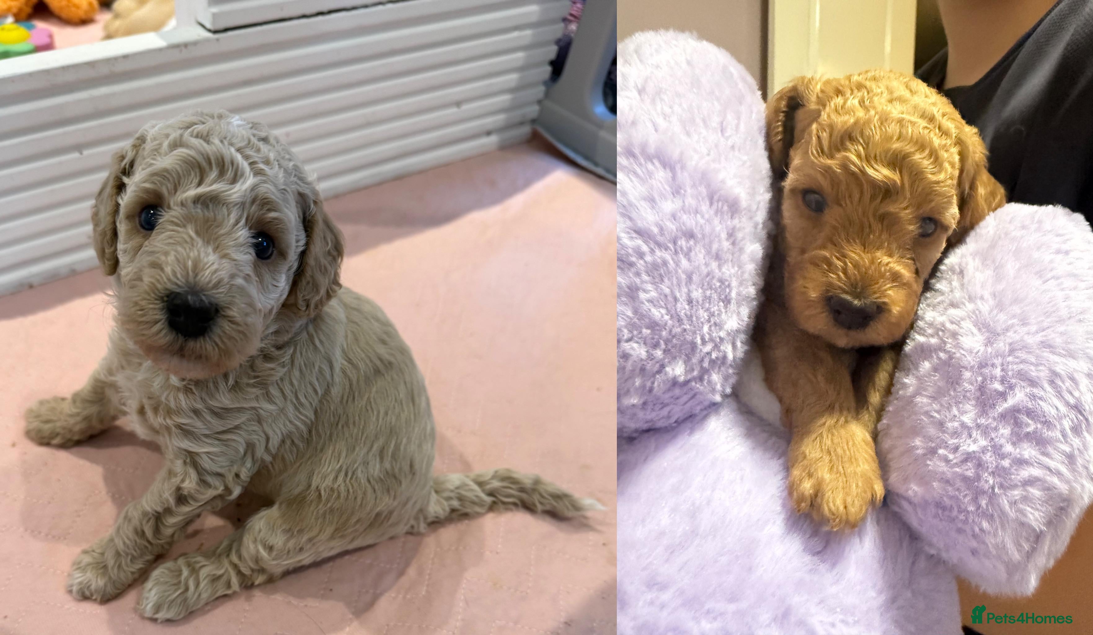 Cavapoo dogs 4 Beautiful f1bb Cavapoo Puppies *2 Pups left * - Advert 16