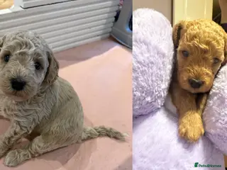 Cavapoo dogs 4 Beautiful f1bb Cavapoo Puppies *2 Pups left * - Advert 16