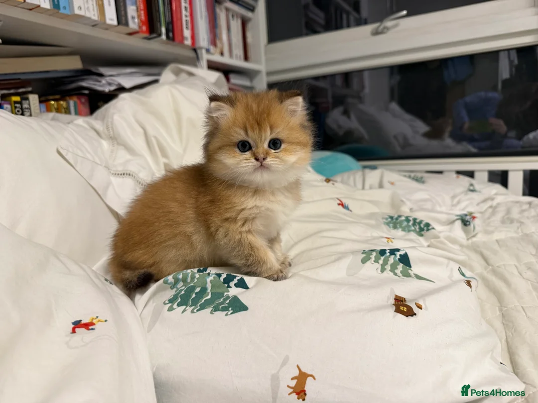 British Shorthair cats for sale: Pure bread British Shorthair  - Advert 2