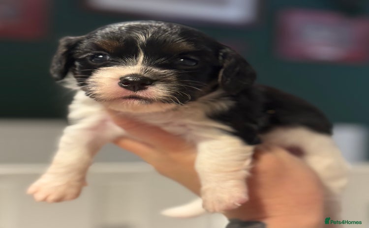 Mixed Breed dogs - Advert 1