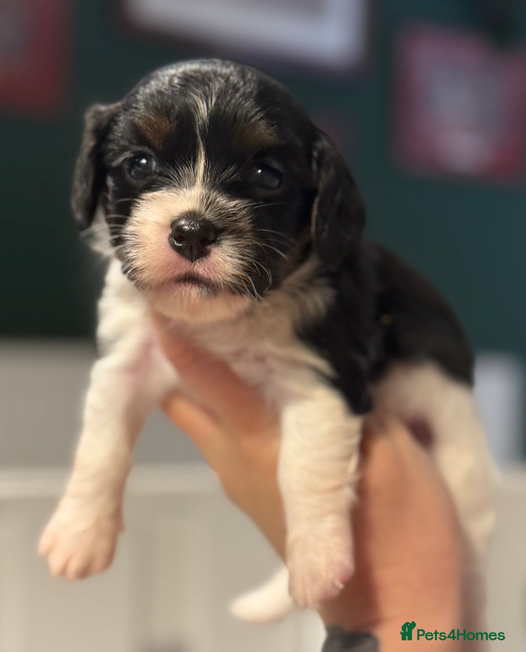 Mixed Breed dogs for sale: Beautiful CavaJacks 🖤 - Image 1