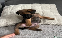 Belgian Shepherd Dog dogs for sale: Belgian malinois puppies - Image 2