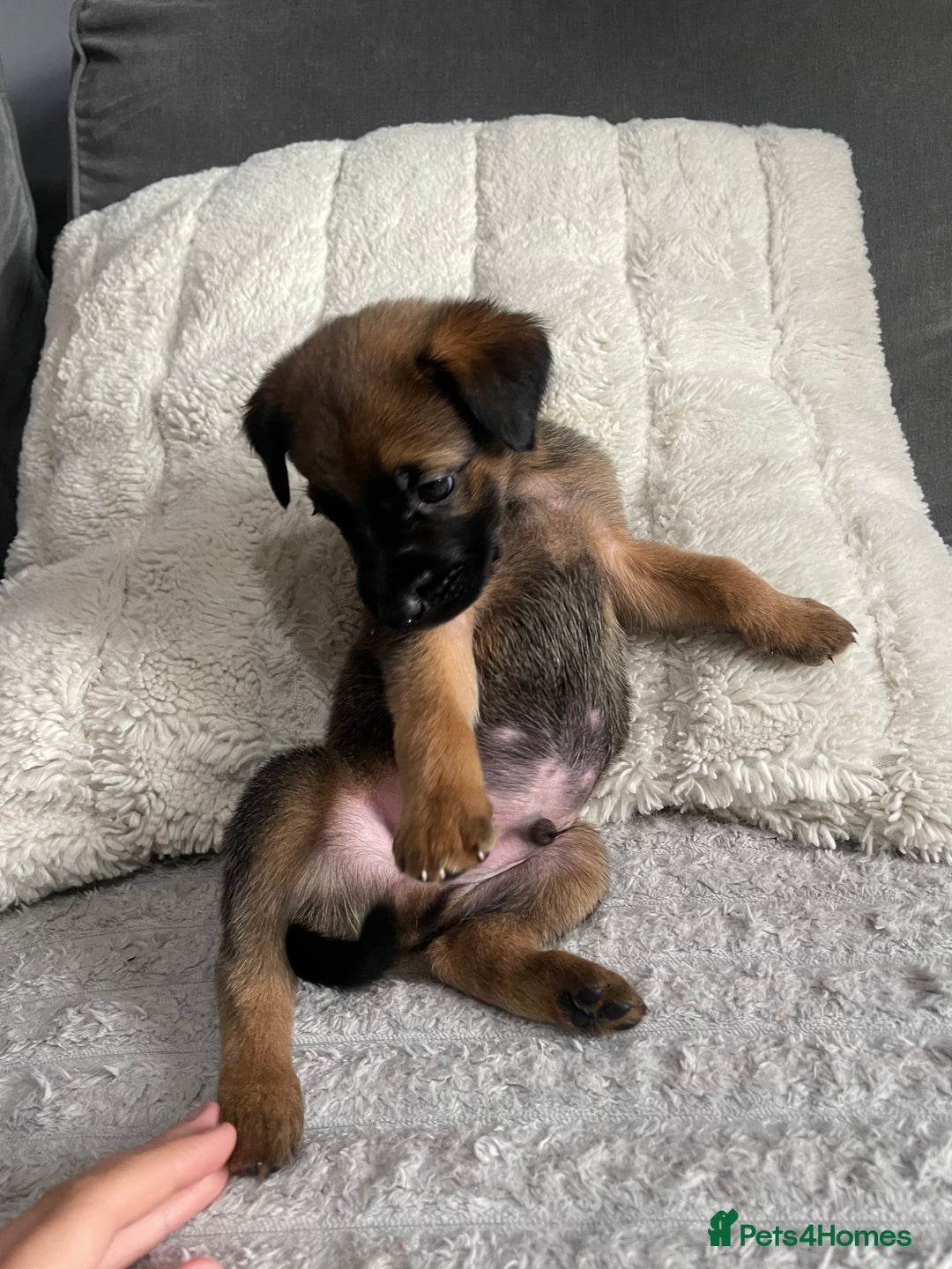 Belgian Shepherd Dog dogs for sale: Belgian malinois puppies - Image 2