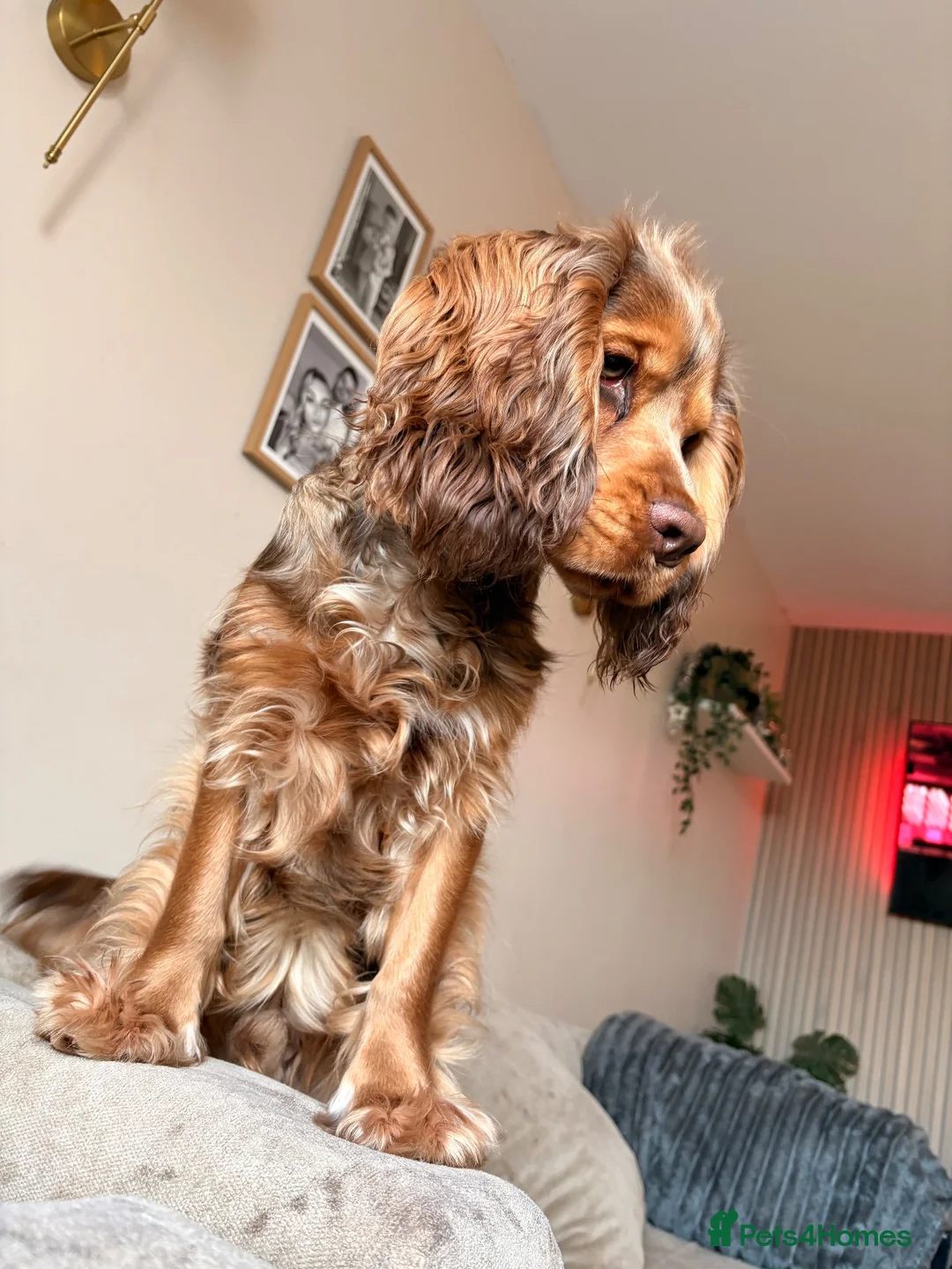 Cocker Spaniel dogs for sale: 2 gorgeous female cocker spaniel puppies 💖🐾😍 - Advert 2