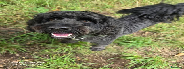Oreo