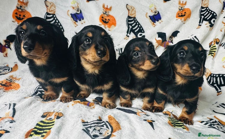 Miniature Dachshund dogs - Advert 1