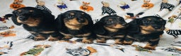 Miniature Dachshund dogs for sale: Ready NOW Stunning KC long haired mini dachshund  - Advert 1
