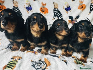 Miniature Dachshund dogs - Advert 1