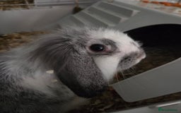 Mini Lop rabbits for sale: 2 mini lop ears rabbits and indoor hutch for sale - Image 5