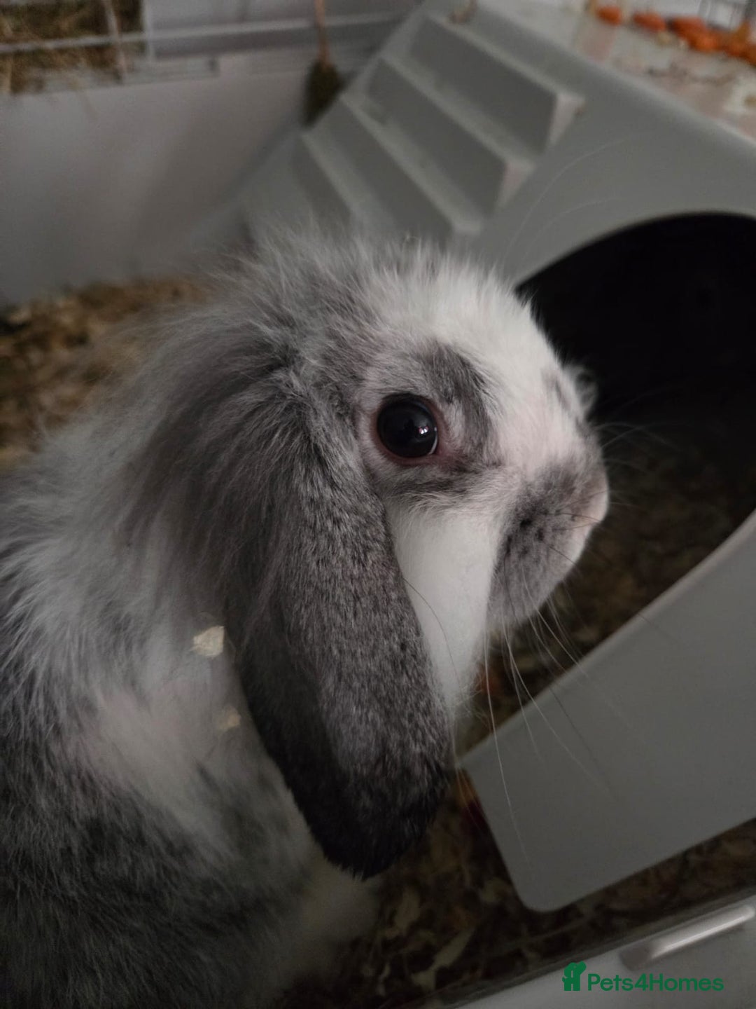 Mini Lop rabbits for sale: 2 mini lop ears rabbits and indoor hutch for sale - Image 5
