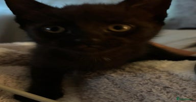 Mixed Breed cats - Advert 14