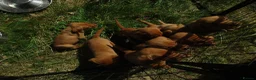 Labrador Retriever dogs for sale: Foxred labrador puppies - Advert 5