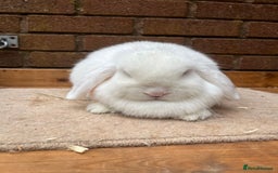 Mini Lop rabbits for sale:  2 females does - Image 4