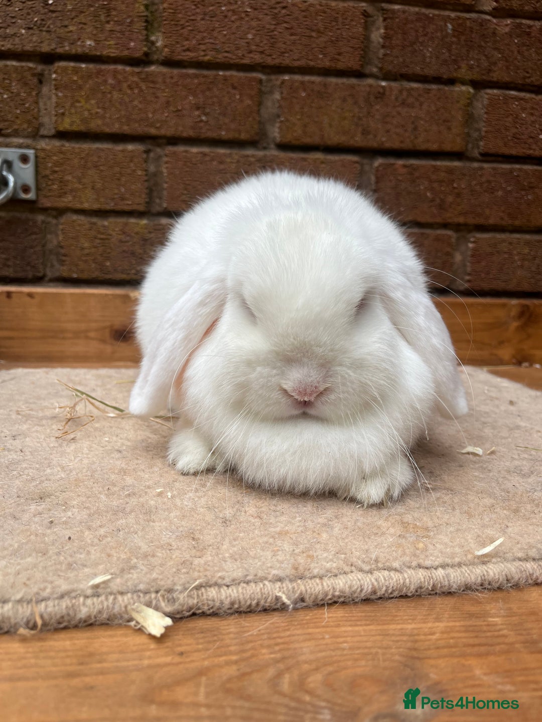 Mini Lop rabbits for sale:  2 females does - Image 4