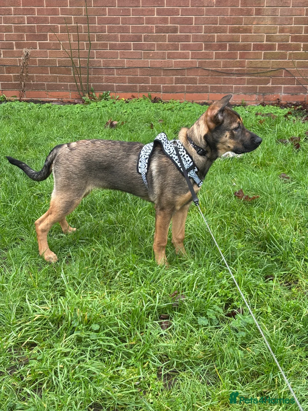 Mixed Breed dogs for sale: Belgian malinois x Rottweiler - Advert 5